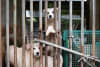 Humane World for Animals staff check on dogs at a dog meat farm in Gangjin, South Korea on Sept. 28, 2026, the day before the dogs will be rescued. This rescue marks the last large-scale dog meat rescue in South Korea for Humane World for Animals.