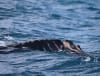 Fresh propeller injuries on a humpback calf in Hervey Bay 13 September 2026 © Isabel Taylor Pacific Whale Foundation Eco Adventures Australia