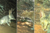 Two different feral cats stalk the same bilby burrow at Malupirti © Karajarri Rangers 