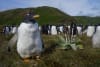 Breeding pairs of gentoo penguins on Macquarie Island have declined by 50% © Penny Pascoe