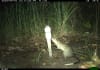 A black-footed tree-rat, captured on a camera trap used by Warddeken rangers. Picture: Cara Penton