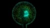 Organoids are tiny replicas of human organs, grown from a patient's own tissue. This chip features cancer organoids. Image: Giulia Silvani and Kris Kilian