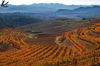 Terraced vineyards in Bellmunt del Priorat after the autumn harvest.