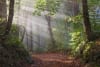 Sunrise at La Fageda d'en Jordà