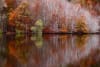 Autumn at Santa Fe Lake in Montseny Natural Park 