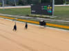 The new revolutionary extended lure which will help spread the greyhounds allowing for safer racing. 