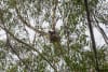 Koala in Great Koala National Park boundaries. Credit: National Parks Association