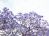Road closures for Jacaranda season start this weekend.