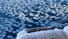 Sea Ice pancakes in the Southern Ocean as captured in a recent expedition in early 2026. (Image: Alberto C Naveira Grabato)

