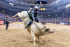 Rockhampton's Jacob Carige, now competing for the New York Mavericks in the United States, will return home for the PBR Australian Grand Finals in Townsville next month. 