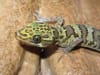 Researchers say the true scale of global wildlife trade is obscured by data gaps. Image: Professor Alice Hughes.