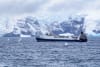 Whales feed near a krill fishing vessel in the Antarctic Peninsula © Bob Brown Foundation