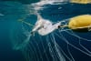 A scalloped hammerhead pup caught in the shark net at Palm Beach NSW. Photo: N. McLachlan HSI/AMCS 