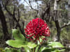 Gibraltar Range Waratah (pic Ethan Beaver: please credit)