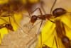 Yellow Crazy Ants spit formic acid to kill their prey and dominate agriculture and horticulture. They and biting swarms of Red Imported Fire Ants comprise a double-barrelled threat to Australia.