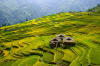 The rice enters harvest season in Jiabang Township, Congjiang County, southwest China's Guizhou Province.