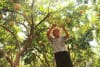 Farmers are harvesting pomegranates for market supply at the Pomegranate Plantation of Zhu Village, Liuyuan Town, Yicheng District, Zaozhuang City.