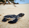 Using lightweight accelerometers has enabled the team to study turtles when visibility of them is limited.
Photo: Davey Dor