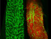 The image on the left shows blood vessles (pictured in green) in healthy bone marrow; the image on the right shows blood vessels in bone marrow that has AML (pictured in red). 
Credit: WEHI