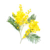 A picture of wattle, the emblem of the Open Place Support Service for Forgotten Australians. 