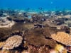 A mix of dead, bleached and recovering corals at Lizard Island. The brown Acropora plating and branching corals are dead. The lighter colonies in the foreground are bleached or recovering from bleaching. Image: © AIMS | LTMP