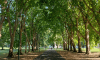 Tree canopy in a park. Image credit: Thami Croeser, RMIT University.