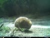 The first echidna recorded on Lungtalanana in decades © Tasmanian Aboriginal Centre