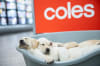 Guide Dogs in training - Fergie and Idle take a break from their supermarket training at Coles