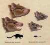Malleodectes head reconstructions Credit: Illustration by Nellie Pease