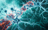 Microglia, sourced from Getty Images.