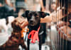 Not all rescue journeys are the same - finding the right fit matters for both dog and adopter.
