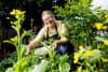 Sarah Wright collecting fresh ingredients for Homegrown Cafe at Palmwoods