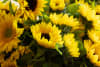 Attendees are invited to place sunflowers at the foot of the Memorial Wall