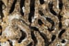Termites are nature's architects and potentially hold the blueprint to designing cool, ventilated homes in the Northern Territory, said Charles Darwin University's (CDU) new Professor of Architecture Lindy Burton.