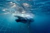 A humpback whale entangled in a shark net off the Gold Coast. Photo: N. McLachlan