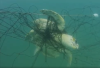 Turtle caught in shark net. Thirty-seven turtles were caught in Queensland's shark nets during 2024.