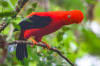 The Andean cock-of-the-rock is one of the species researchers studied to develop an innovative new method for more targeted and effective ways to protect wildlife and ecosystems. Credit: Matthias Dehling, Monash University.