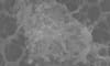 The antibacterial surface magnified 4,000 times under scanning electron microscope, showing the topographical feature of the coacervate resilin-mimetic coating on the base scaffold substrate.