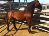 ELVIS, one of the last direct descendants of the famous Outback Queensland 'Carandotta Horses' is to make a historic return to Mount Isa Mines Rodeo 