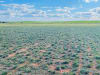A paddock being overtaken by Gazania in South Australia
