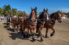 Scenic Rim Clydesdale Spectacular - One of Queensland's most loved and unique events and the richest Clydesdale Show in the Southern Hemisphere-- it is happening in BEAUDESERT in the Scenic Rim all weekend