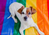 Puppy on pride flag