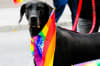 Dog at Pride event