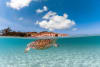 Wildlife at Lizard Island
