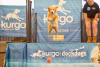 Dog Image: The beloved Cat Lovers Festival and Dog Lovers Festival return to the Melbourne Showgrounds on Saturday the 25th  and Sunday 26th October 2025. 