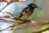 The Regent Honeyeater - endemic to southeastern Australia - is now critically endangered, mostly due to habitat loss. It is estimated there are only 250-350 of the species left in the wild.