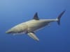 White shark. Image: Elias Levy