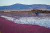Workers harvest cranberries in water at the Cranberry Base, Fuyuan, Heilongjiang.