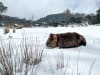 Winter at Cradle Mountain Lodge I Local Wildlife