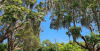 Spanish moss in trees